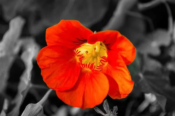 Selective Color